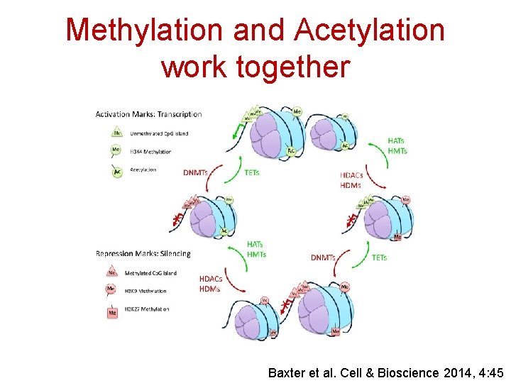 Methylation and Acetylation work together Baxter et al. Cell & Bioscience 2014, 4: 45