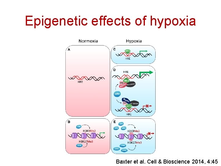 Epigenetic effects of hypoxia Baxter et al. Cell & Bioscience 2014, 4: 45 