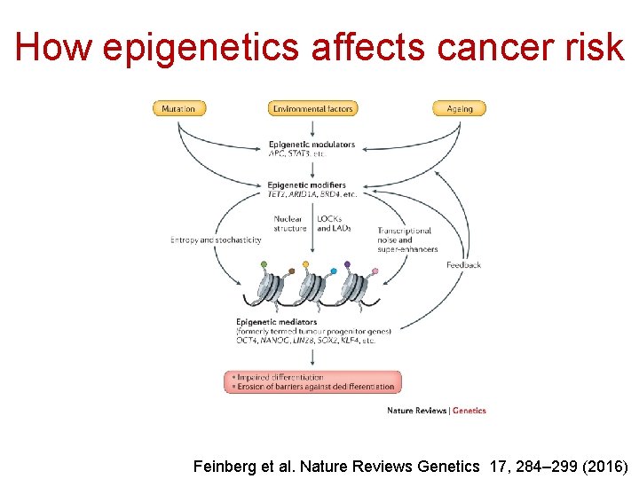 How epigenetics affects cancer risk Feinberg et al. Nature Reviews Genetics 17, 284– 299