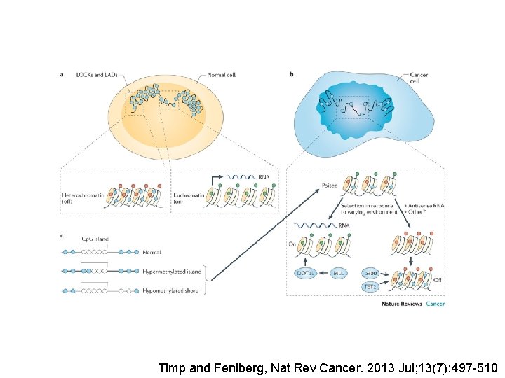 Timp and Feniberg, Nat Rev Cancer. 2013 Jul; 13(7): 497 -510 