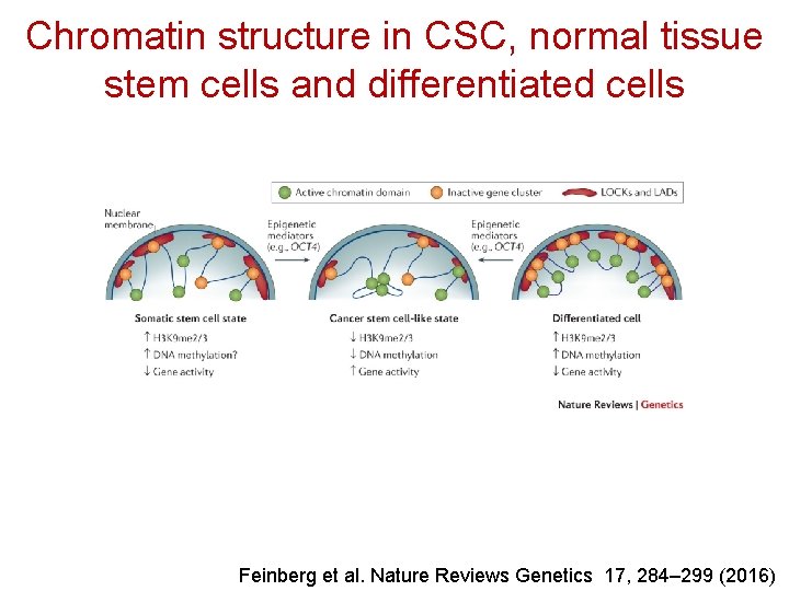 Chromatin structure in CSC, normal tissue stem cells and differentiated cells Feinberg et al.