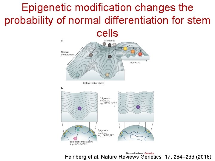 Epigenetic modification changes the probability of normal differentiation for stem cells Feinberg et al.