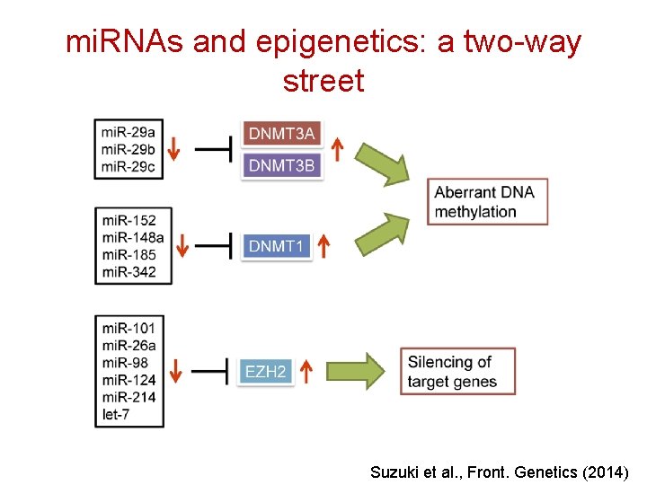 mi. RNAs and epigenetics: a two-way street Suzuki et al. , Front. Genetics (2014)