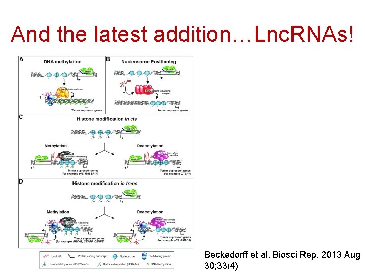 And the latest addition…Lnc. RNAs! Beckedorff et al. Biosci Rep. 2013 Aug 30; 33(4)