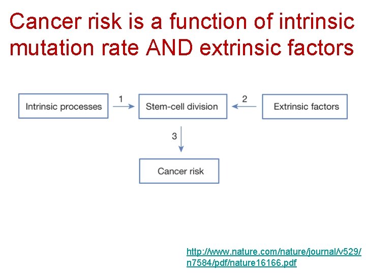 Cancer risk is a function of intrinsic mutation rate AND extrinsic factors http: //www.