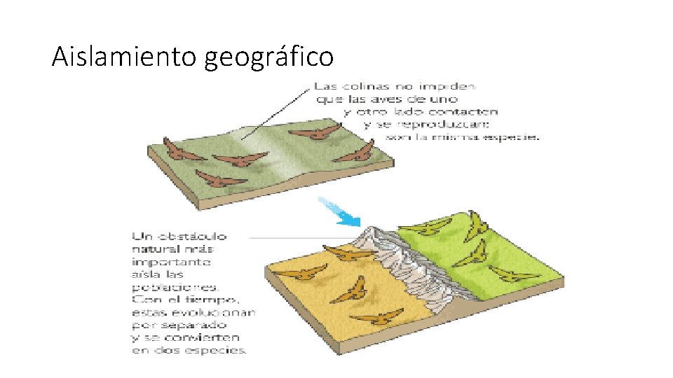 Aislamiento geográfico 