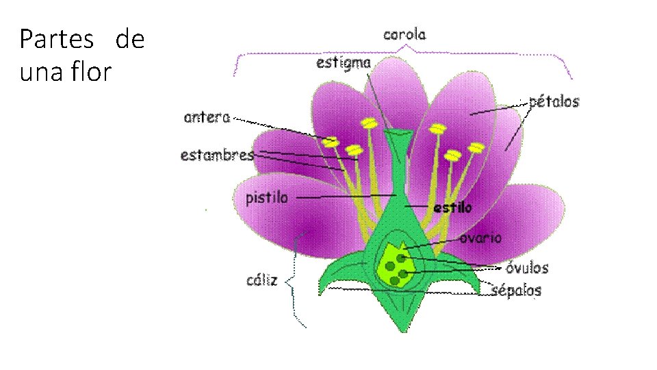 Partes de una flor 