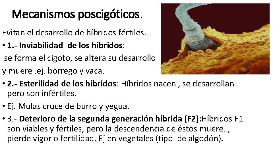 Mecanismos poscigóticos. Evitan el desarrollo de híbridos fértiles. • 1. - Inviabilidad de los