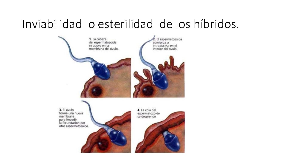 Inviabilidad o esterilidad de los híbridos. 
