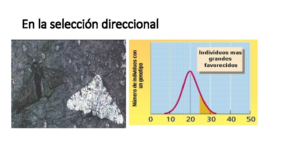 En la selección direccional 