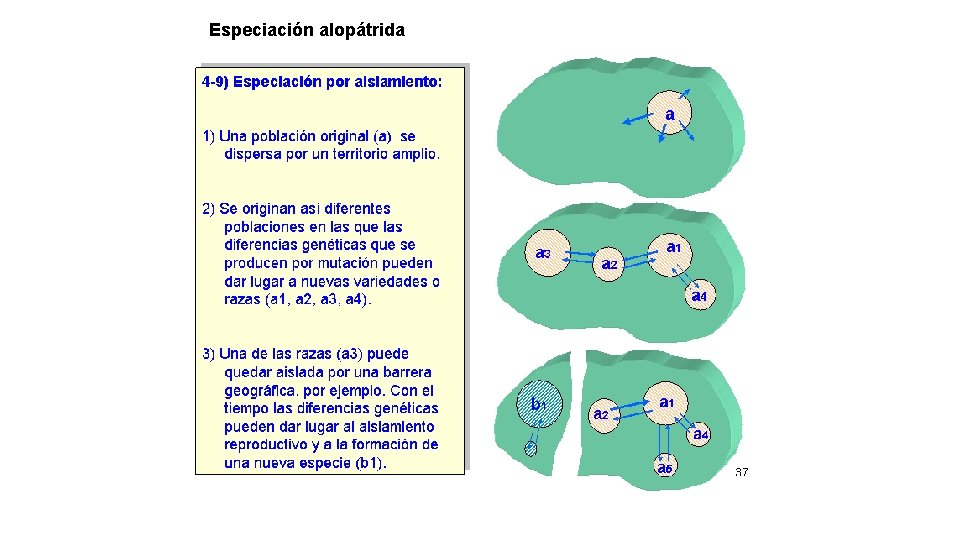 Especiación alopátrida 