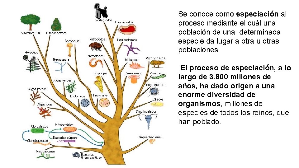 Se conoce como especiación al proceso mediante el cuál una población de una determinada