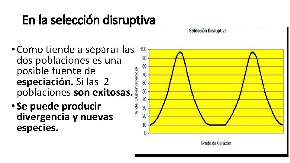 En la selección disruptiva • Como tiende a separar las dos poblaciones es una