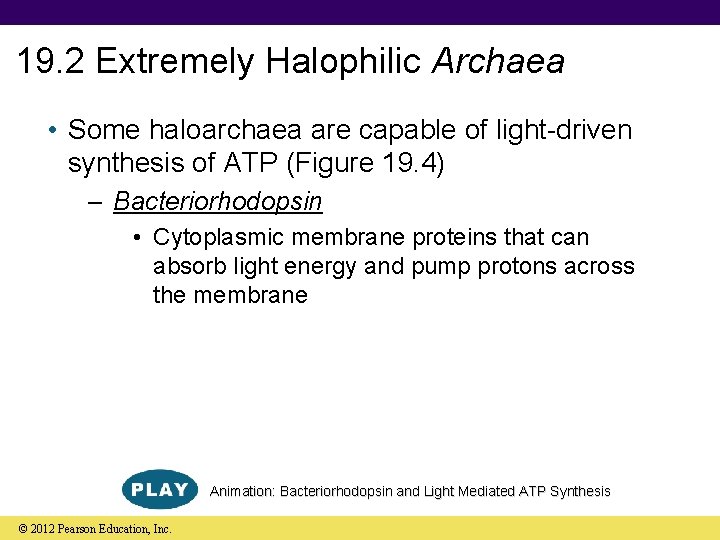 19. 2 Extremely Halophilic Archaea • Some haloarchaea are capable of light-driven synthesis of