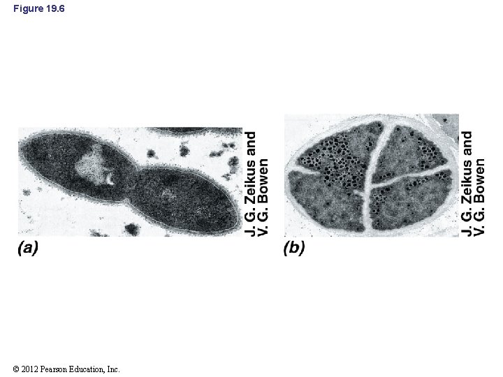 Figure 19. 6 © 2012 Pearson Education, Inc. 