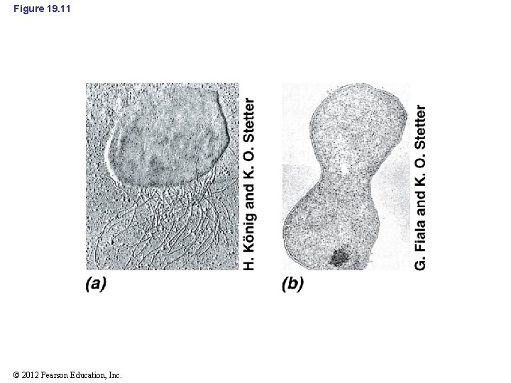 Figure 19. 11 © 2012 Pearson Education, Inc. 