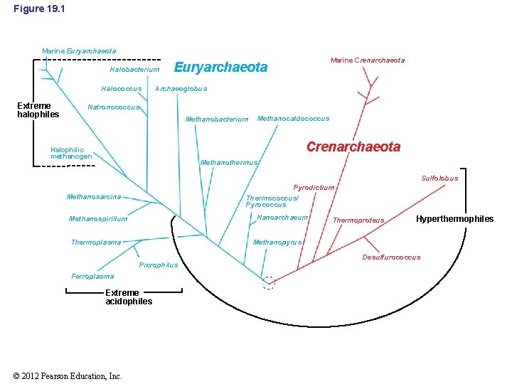 Figure 19. 1 Marine Euryarchaeota Halobacterium Halococcus Extreme halophiles Marine Crenarchaeota Euryarchaeota Archaeoglobus Natronococcus