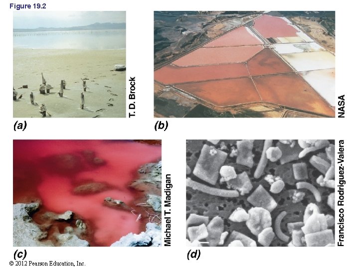 Figure 19. 2 © 2012 Pearson Education, Inc. 