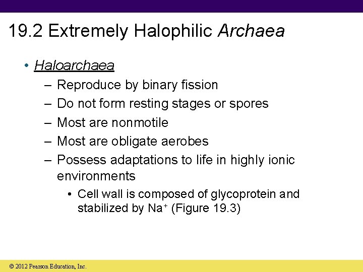 19. 2 Extremely Halophilic Archaea • Haloarchaea – – – Reproduce by binary fission