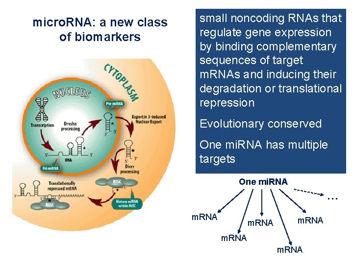 micro. RNA: a new class of biomarkers small noncoding RNAs that regulate gene expression