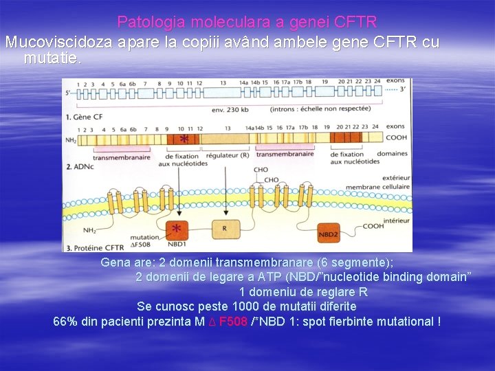 Patologia moleculara a genei CFTR Mucoviscidoza apare la copiii având ambele gene CFTR cu