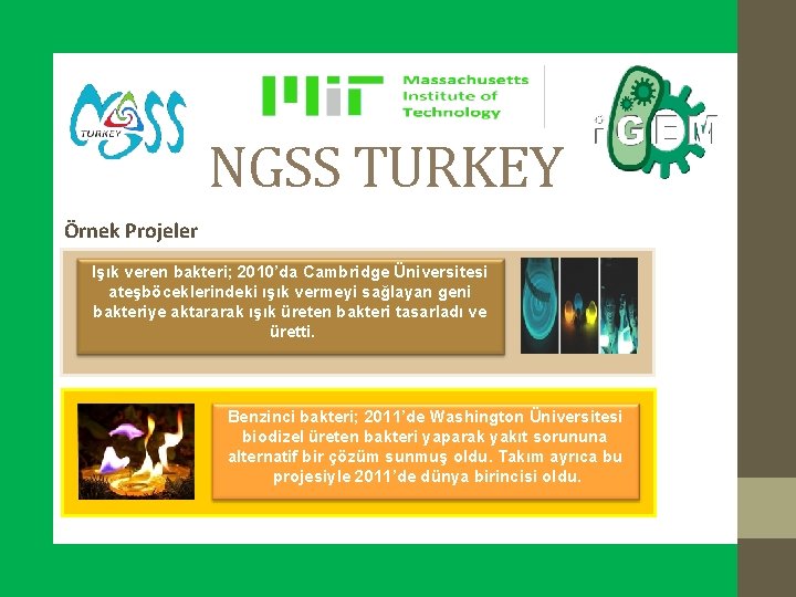 NGSS TURKEY Örnek Projeler Işık veren bakteri; 2010’da Cambridge Üniversitesi ateşböceklerindeki ışık vermeyi sağlayan