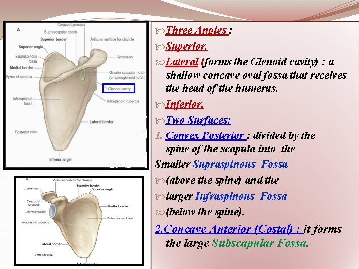  Three Angles : Superior. Lateral (forms the Glenoid cavity) : a shallow concave