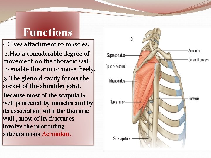 Functions. Gives attachment to muscles. 2. Has a considerable degree of movement on the