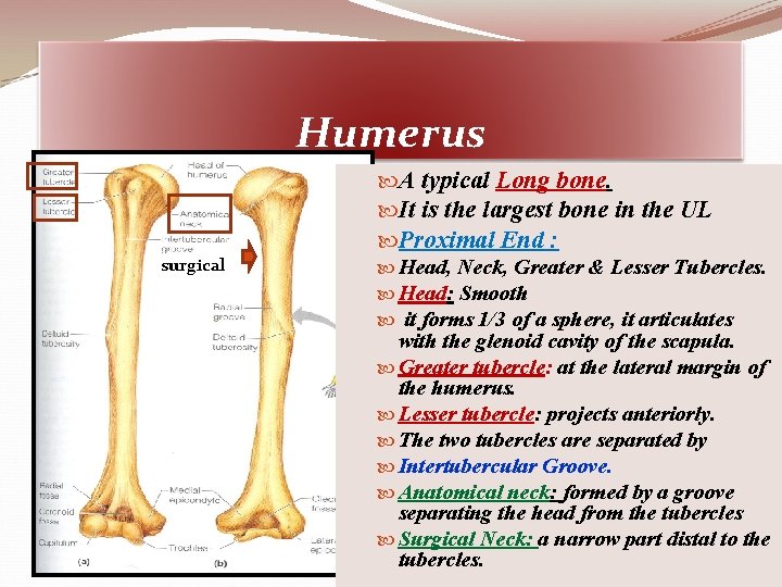 Humerus surgical A typical Long bone. It is the largest bone in the UL