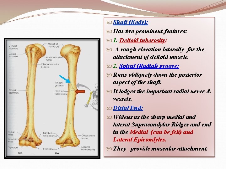  Shaft (Body): Has two prominent features: 1. Deltoid tuberosity: A rough elevation laterally