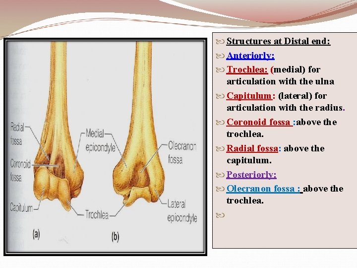  Structures at Distal end: Anteriorly: Trochlea: (medial) for articulation with the ulna Capitulum: