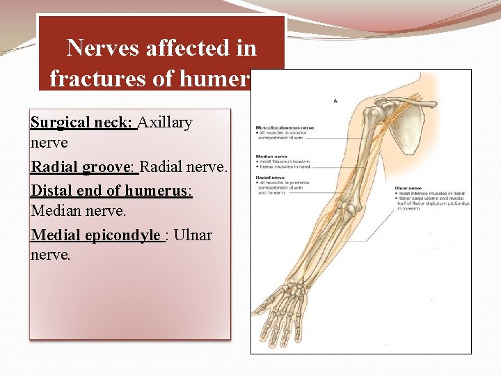 Nerves affected in fractures of humerus Surgical neck: Axillary nerve Radial groove: Radial nerve.