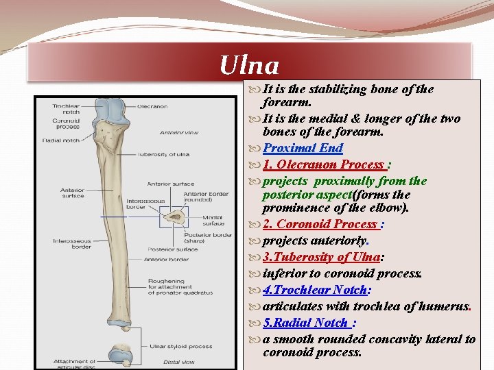 Ulna It is the stabilizing bone of the forearm. It is the medial &