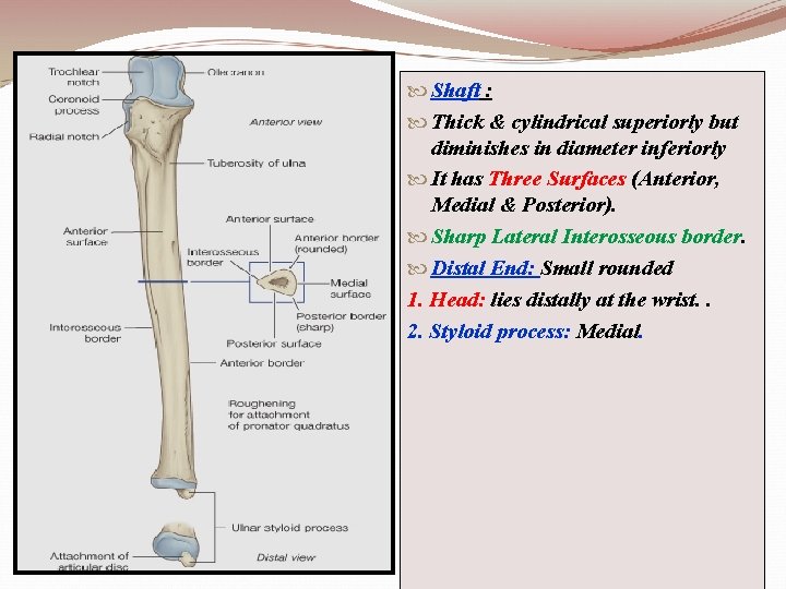  Shaft : Thick & cylindrical superiorly but diminishes in diameter inferiorly It has