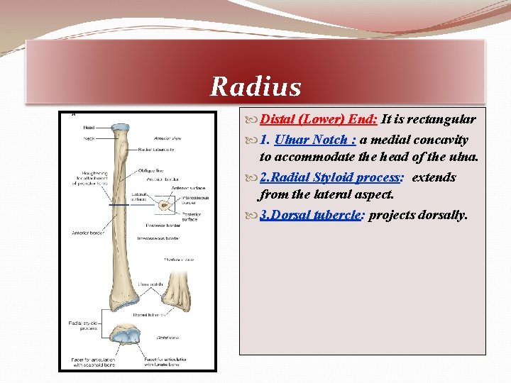 Radius Distal (Lower) End: It is rectangular 1. Ulnar Notch : a medial concavity