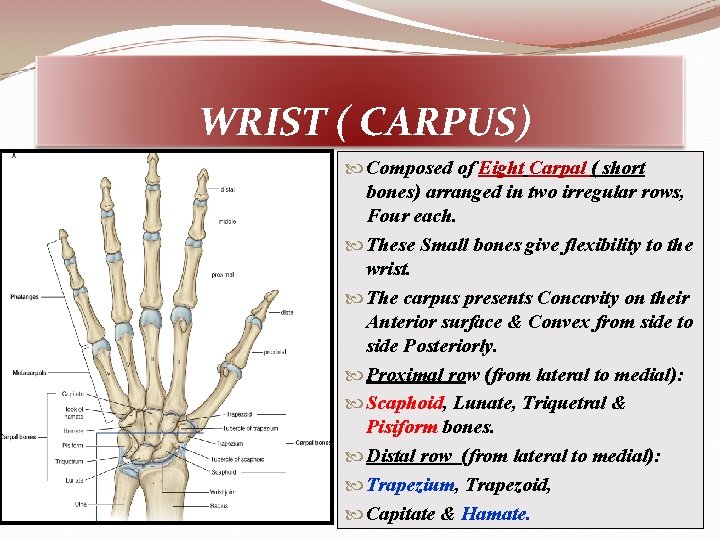 WRIST ( CARPUS) Composed of Eight Carpal ( short bones) arranged in two irregular