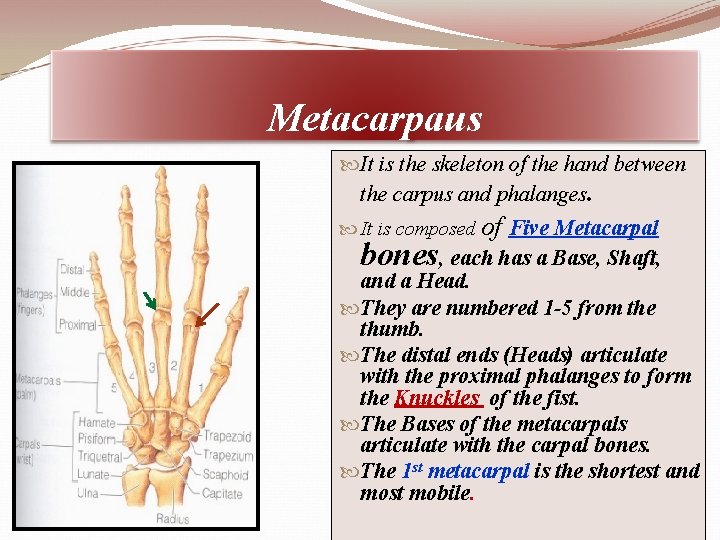 Metacarpaus It is the skeleton of the hand between the carpus and phalanges. It