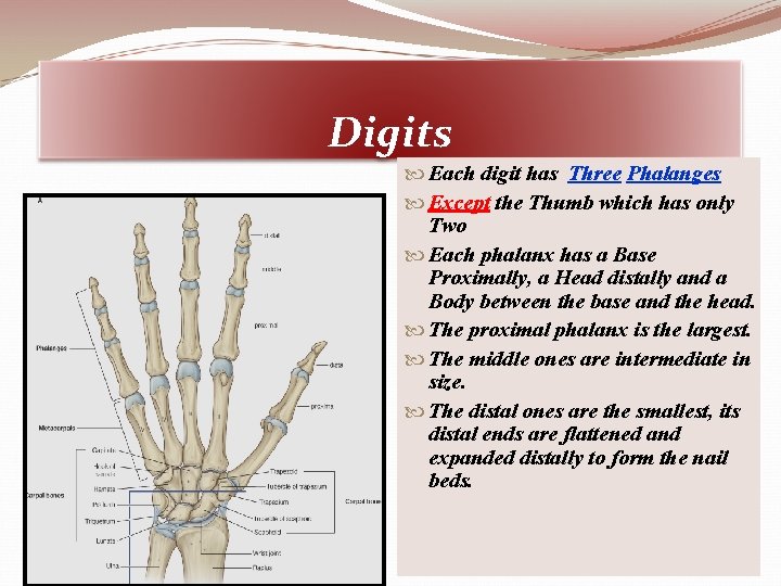 Digits Each digit has Three Phalanges Except the Thumb which has only Two Each