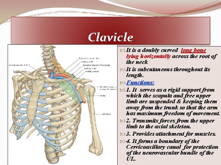 Clavicle It is a doubly curved long bone lying horizontally across the root of