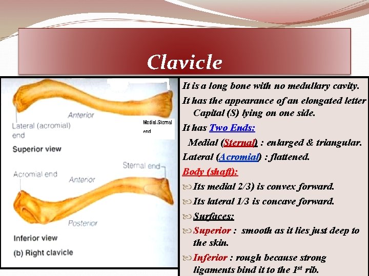 Clavicle It is a long bone with no medullary cavity. It has the appearance