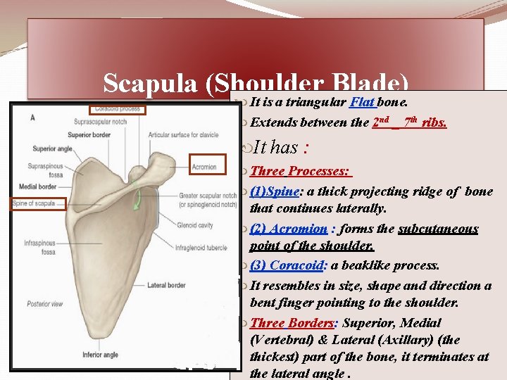 Scapula (Shoulder Blade) It is a triangular Flat bone. Extends between the 2 nd