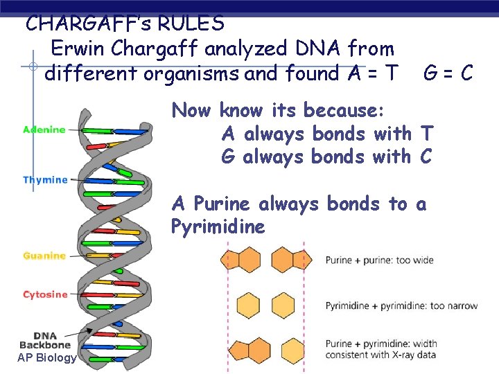 CHARGAFF’s RULES Erwin Chargaff analyzed DNA from different organisms and found A = T