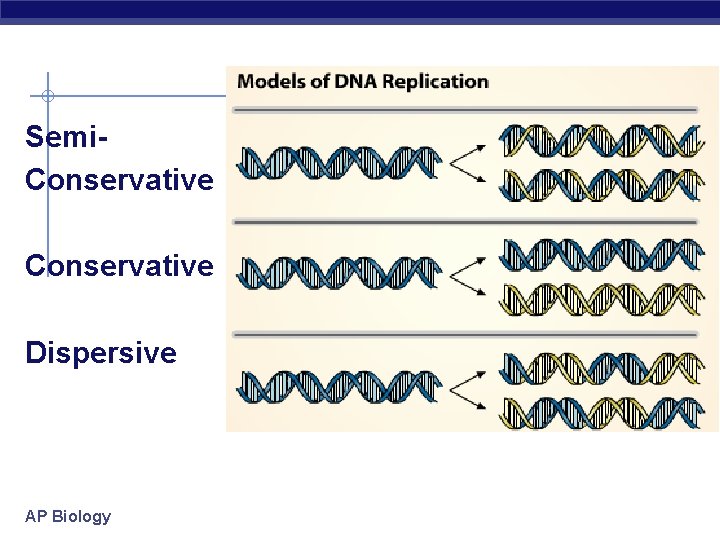 Semi. Conservative Dispersive AP Biology 