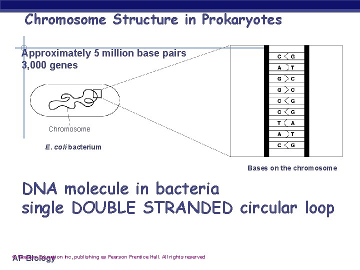 Chromosome Structure in Prokaryotes Approximately 5 million base pairs 3, 000 genes Chromosome E.