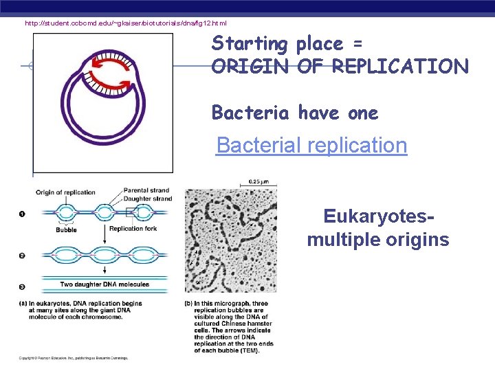 http: //student. ccbcmd. edu/~gkaiser/biotutorials/dna/fg 12. html Starting place = ORIGIN OF REPLICATION Bacteria have