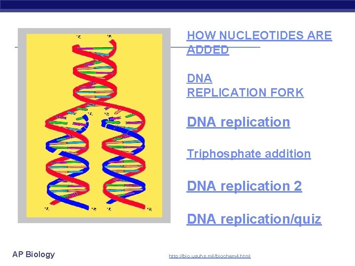HOW NUCLEOTIDES ARE ADDED DNA REPLICATION FORK DNA replication Triphosphate addition DNA replication 2