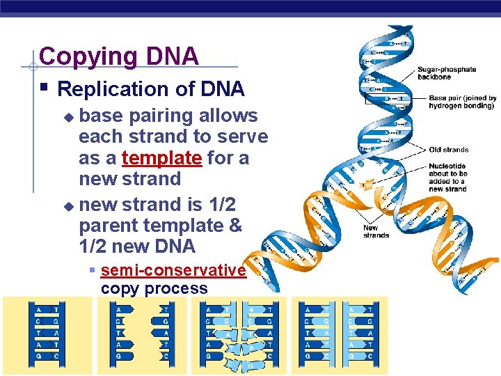 Copying DNA § Replication of DNA base pairing allows each strand to serve as Copying DNA § Replication of DNA base pairing allows each strand to serve as