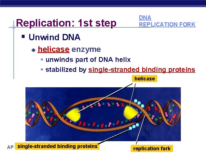 Replication: 1 st step § Unwind DNA u DNA REPLICATION FORK helicase enzyme §