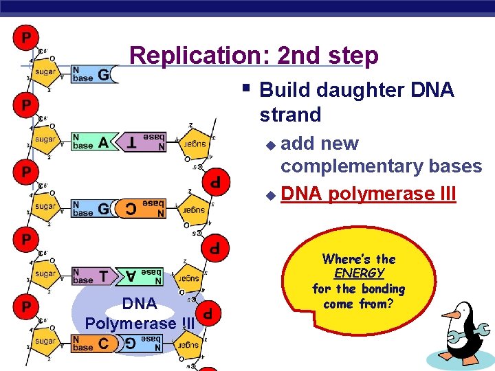 Replication: 2 nd step § Build daughter DNA strand add new complementary bases u