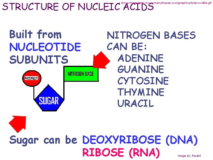 STRUCTURE OF NUCLEIC ACIDS Arrow from: http: //www. harrythecat. com/graphics/b/arrow 48 d. gif Built